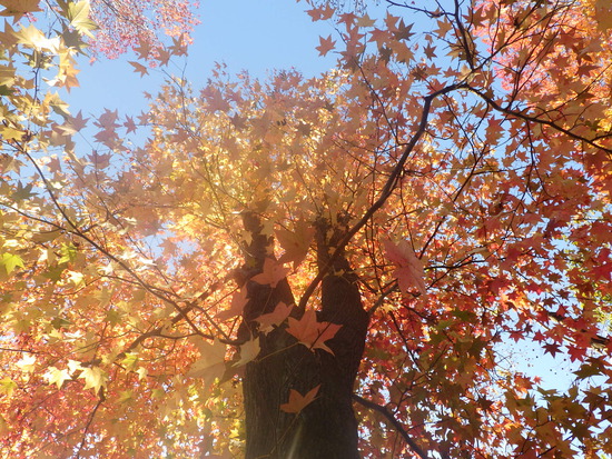 【秋の散歩道】見上げる紅葉は万華鏡・紅葉の世界