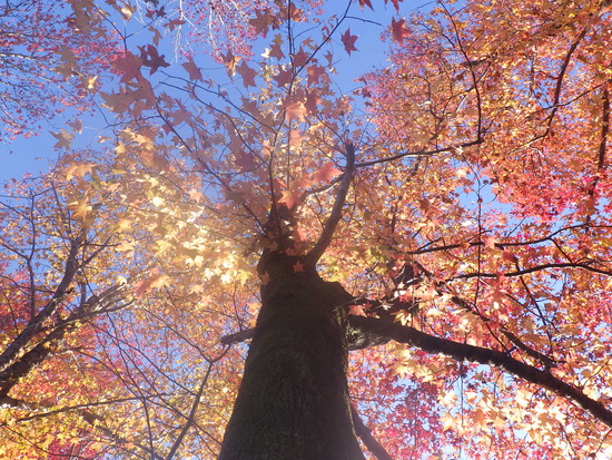 【秋の散歩道】見上げる紅葉は万華鏡・紅葉の世界