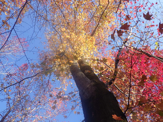 【秋の散歩道】見上げる紅葉は万華鏡・紅葉の世界
