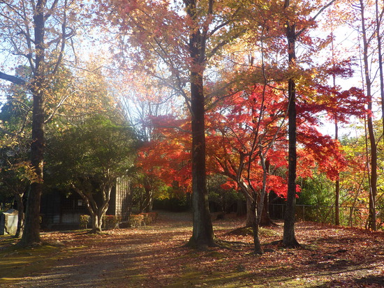 【秋の散歩道】見上げる紅葉は万華鏡・紅葉の世界