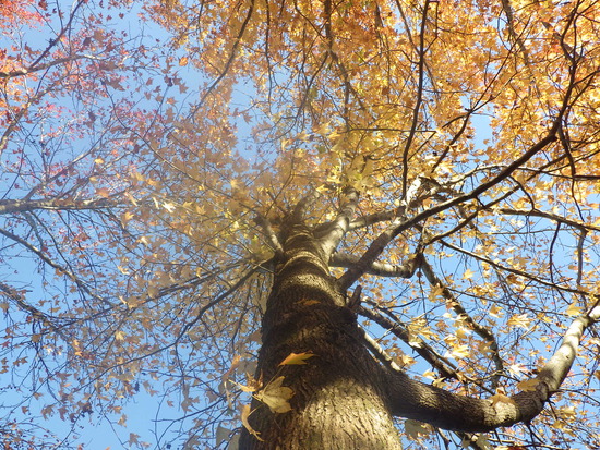 【秋の散歩道】見上げる紅葉は万華鏡・紅葉の世界