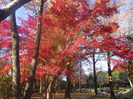 【秋の散歩道】見上げる紅葉は万華鏡・紅葉の世界
