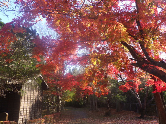 【秋の散歩道】見上げる紅葉は万華鏡・紅葉の世界