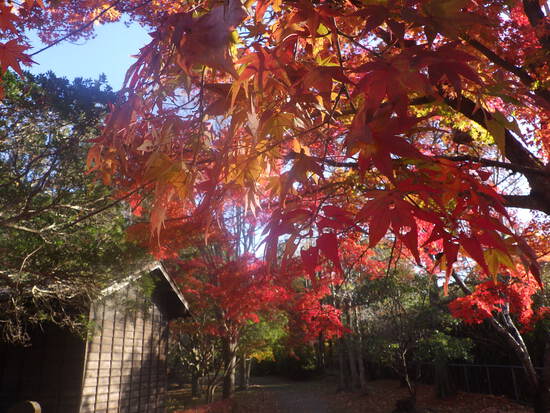 【秋の散歩道】見上げる紅葉は万華鏡・紅葉の世界