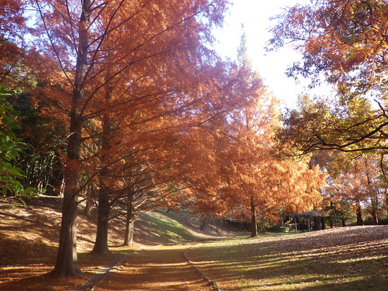 【秋の散歩道】見上げる紅葉は万華鏡・紅葉の世界