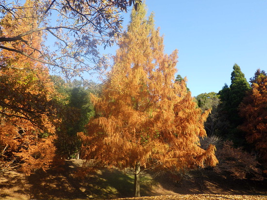 【秋の散歩道】見上げる紅葉は万華鏡・紅葉の世界
