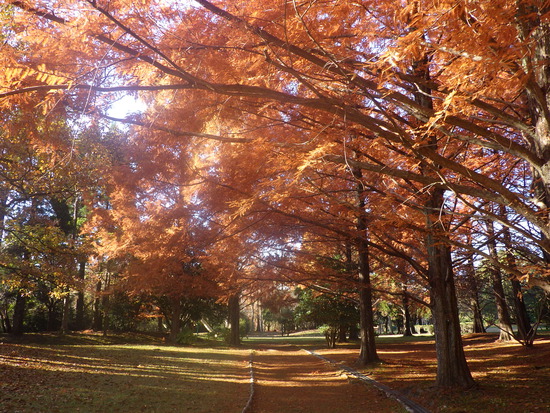 【秋の散歩道】見上げる紅葉は万華鏡・紅葉の世界