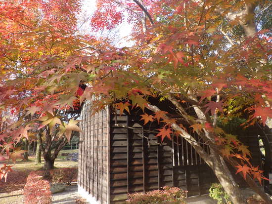 【秋の散歩道】はままつ紅葉めぐり・四季桜咲く光明寺と鳥羽山公園・森の水車公園