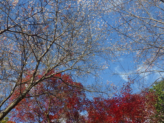 【秋の散歩道】はままつ紅葉めぐり・四季桜咲く光明寺と鳥羽山公園・森の水車公園
