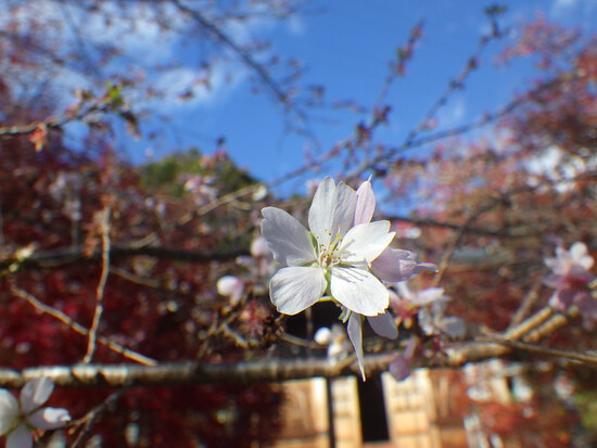 【秋の散歩道】はままつ紅葉めぐり・四季桜咲く光明寺と鳥羽山公園・森の水車公園