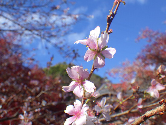 【秋の散歩道】はままつ紅葉めぐり・四季桜咲く光明寺と鳥羽山公園・森の水車公園