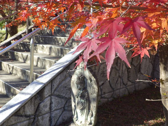 【秋の散歩道】はままつ紅葉めぐり・四季桜咲く光明寺と鳥羽山公園・森の水車公園