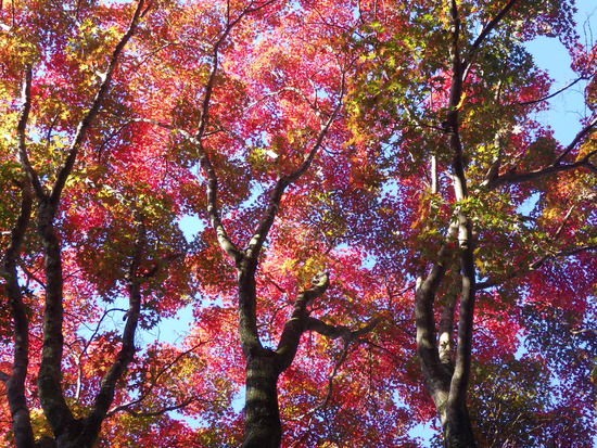【秋の散歩道】はままつ紅葉めぐり・四季桜咲く光明寺と鳥羽山公園・森の水車公園