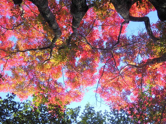 【秋の散歩道】はままつ紅葉めぐり・四季桜咲く光明寺と鳥羽山公園・森の水車公園