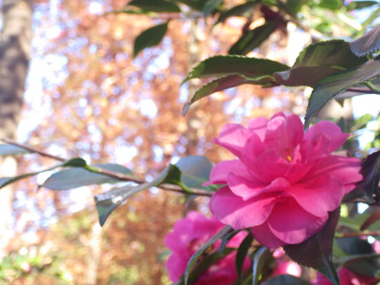 【秋の散歩道】はままつ紅葉めぐり・四季桜咲く光明寺と鳥羽山公園・森の水車公園