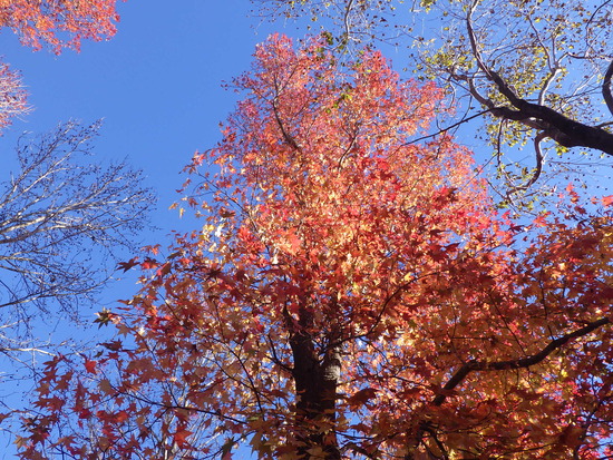 【秋の散歩道】はままつ紅葉めぐり・四季桜咲く光明寺と鳥羽山公園・森の水車公園