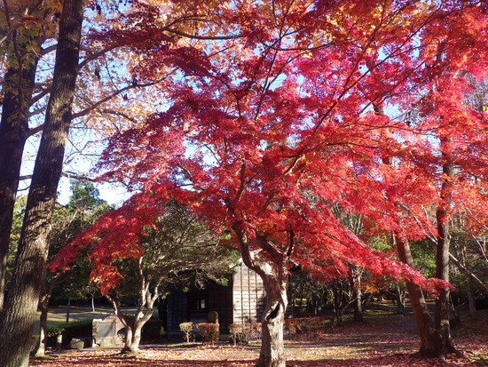 【秋の散歩道】はままつ紅葉めぐり・四季桜咲く光明寺と鳥羽山公園・森の水車公園