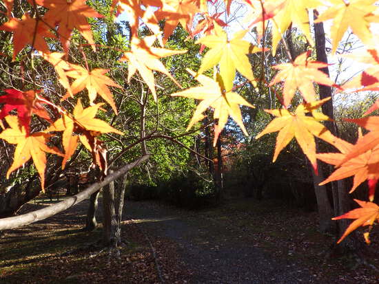 【秋の散歩道】はままつ紅葉めぐり・四季桜咲く光明寺と鳥羽山公園・森の水車公園