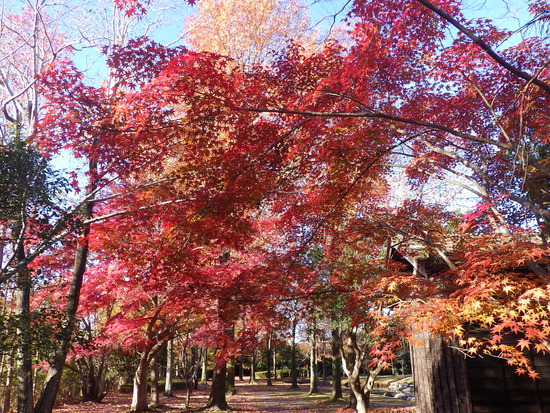 【秋の散歩道】はままつ紅葉めぐり・四季桜咲く光明寺と鳥羽山公園・森の水車公園