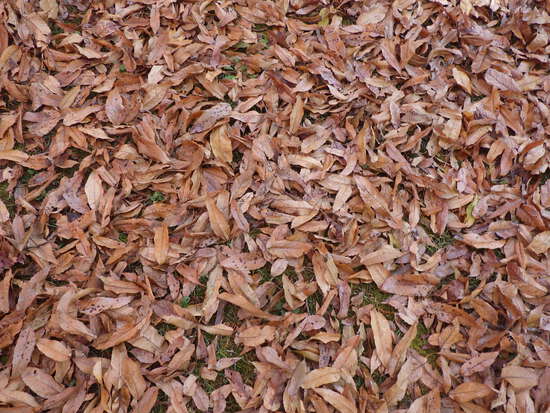 【秋の散歩道】はままつ紅葉めぐり・四季桜咲く光明寺と鳥羽山公園・森の水車公園