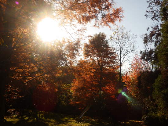 【秋の散歩道】はままつ紅葉めぐり・四季桜咲く光明寺と鳥羽山公園・森の水車公園