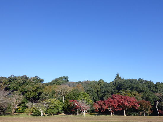 【はままつの空2023】11/27～12/3　一週間の空の欠片まとめ