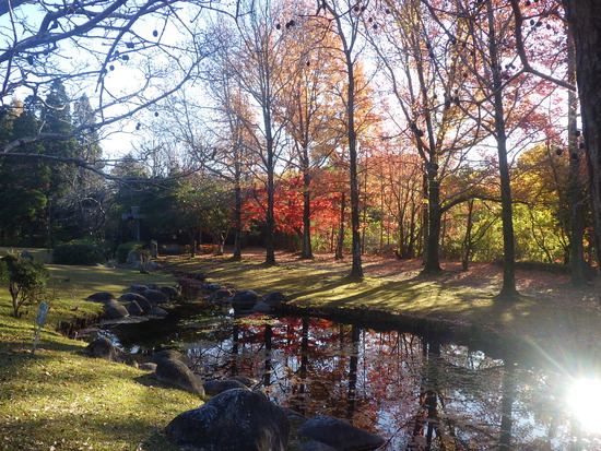 【秋の散歩道】水車公園の紅葉づくしの世界