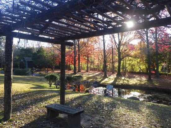 【秋の散歩道】水車公園の紅葉づくしの世界