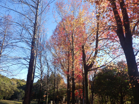 【秋の散歩道】水車公園の紅葉づくしの世界
