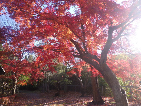 【秋の散歩道】水車公園の紅葉づくしの世界