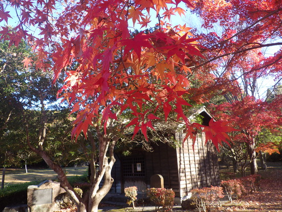【秋の散歩道】水車公園の紅葉づくしの世界