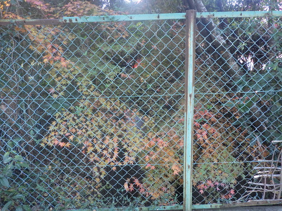 【秋の散歩道】色褪せない紅葉・見上げる紅葉の森と落ち葉の道