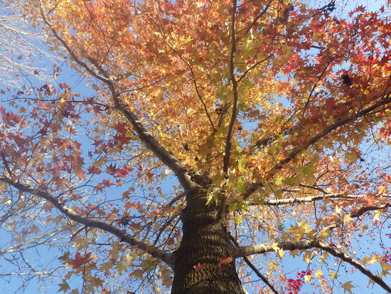 【秋の散歩道】色褪せない紅葉・見上げる紅葉の森と落ち葉の道