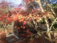 【秋の散歩道】色褪せない紅葉・見上げる紅葉の森と落ち葉の道 2023/12/08 14:08:27