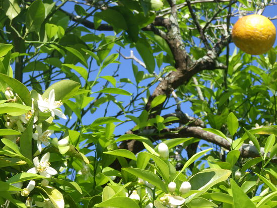 【水車公園の春】五月晴れの空の下　花咲く季節は初夏の香り