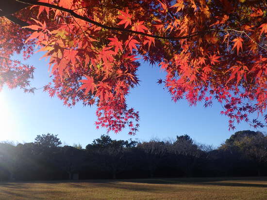 【秋の散歩道】雨あがりに消えた紅葉・最後の紅葉による秋風景