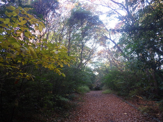 【秋の散歩道】雨あがりに消えた紅葉・最後の紅葉による秋風景