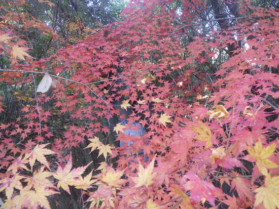 【秋の散歩道】雨あがりに消えた紅葉・最後の紅葉による秋風景