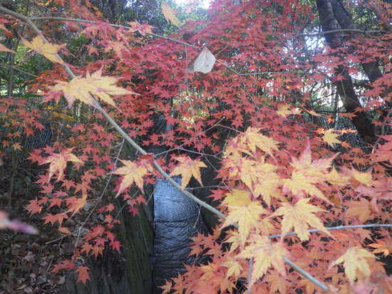 【秋の散歩道】雨あがりに消えた紅葉・最後の紅葉による秋風景