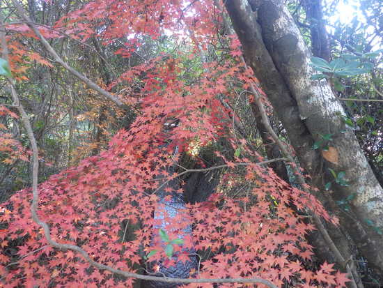 【秋の散歩道】雨あがりに消えた紅葉・最後の紅葉による秋風景