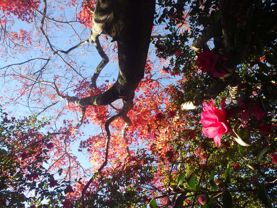 【秋の散歩道】雨あがりに消えた紅葉・最後の紅葉による秋風景