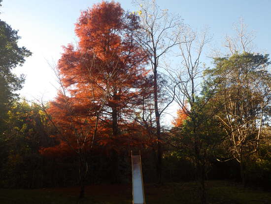 【秋の散歩道】雨あがりに消えた紅葉・最後の紅葉による秋風景