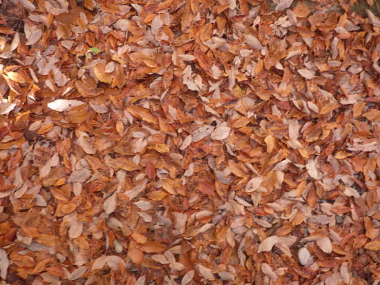 【秋の散歩道】雨あがりに消えた紅葉・最後の紅葉による秋風景