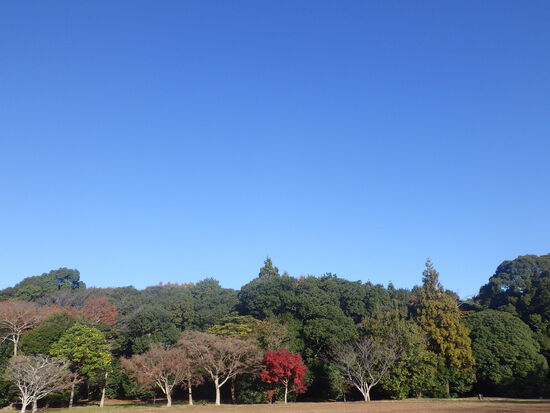 【秋の散歩道】雨あがりに消えた紅葉・最後の紅葉による秋風景