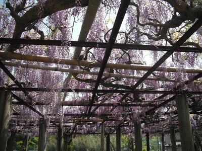 普門寺の藤