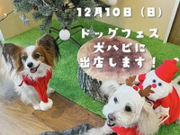 12月10日犬ハピイベント出店！ 2023/11/30 11:39:48