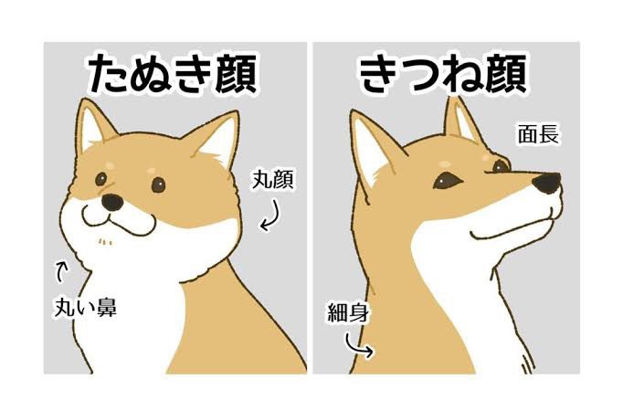 犬好き必見の柴犬を解説♪│お部屋探しのエイブル