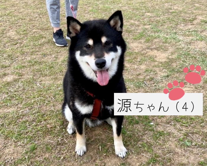 犬好き必見の柴犬を解説♪│お部屋探しのエイブル