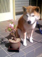染太郎桜・・・今年も咲きました