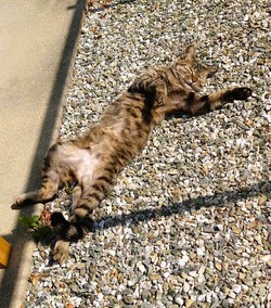 野良猫ニャー